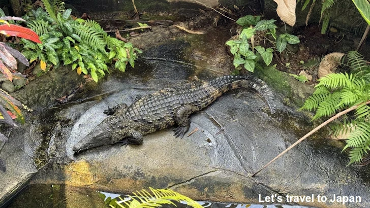 ナイルワニ：自然動物館プロムナード(2)