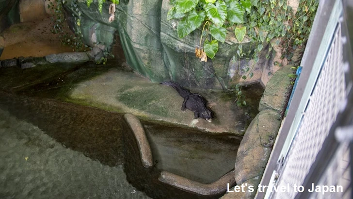 ニシアフリカコビトワニ：自然動物館プロムナード(2)