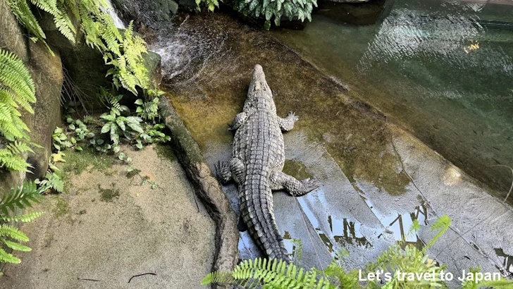 ナイルワニ：自然動物館プロムナード(3)