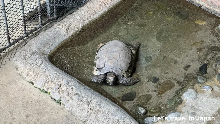 ムツアシガメ、ビルマホシガメ、ホウシャガメ：自然動物館プロムナード(4)