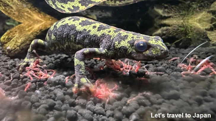 マダライモリ：自然動物館両生類エリア(2)