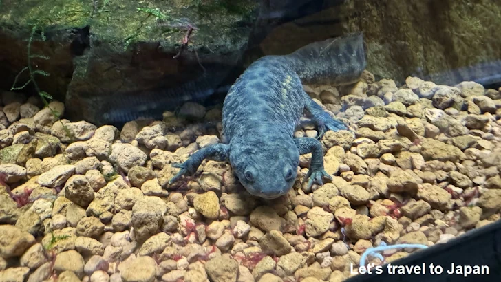 スペインイボイモリ：自然動物館両生類エリア(3)