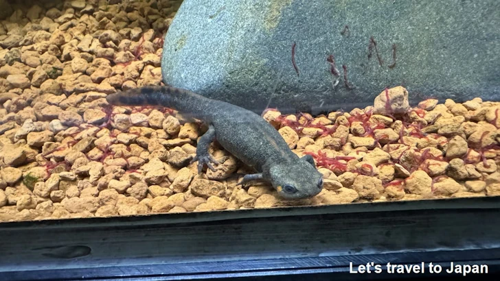 コイチョウハナダイモリ：自然動物館両生類エリア(1)