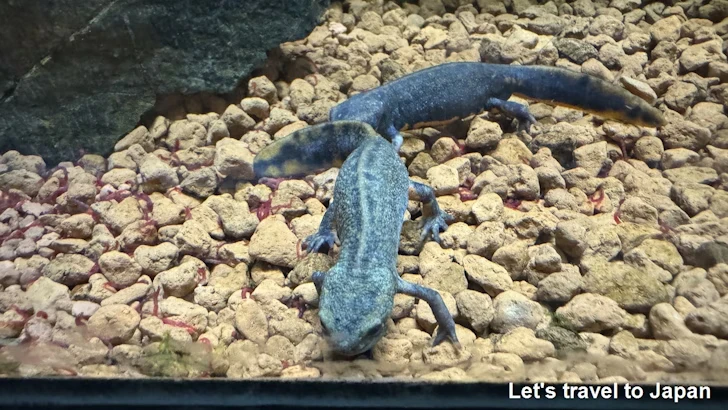 コイチョウハナダイモリ：自然動物館両生類エリア(2)