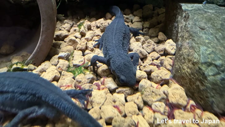 アカハライモリ：自然動物館両生類エリア(2)