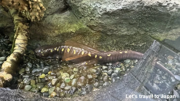 スポッテッドサラマンダー：自然動物館両生類エリア(1)