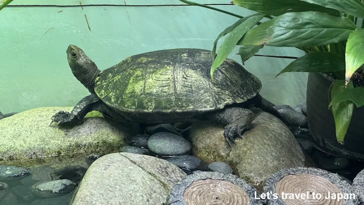 ニホンイシガメ：自然動物館両生類エリア(2)