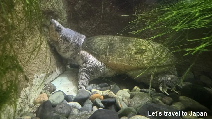 サルビンオオニオイガメ：自然動物館両生類エリア(1)