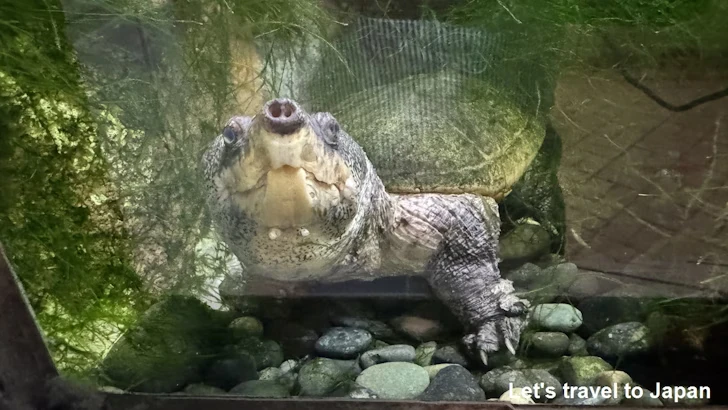 サルビンオオニオイガメ：自然動物館両生類エリア(2)