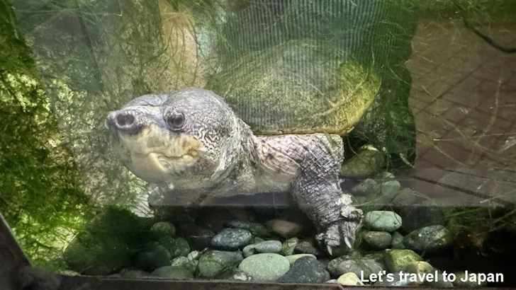 サルビンオオニオイガメ：自然動物館両生類エリア(3)