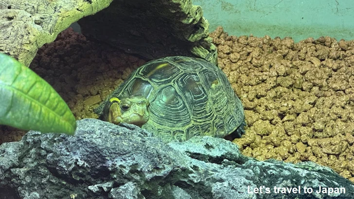 セマルハコガメ：自然動物館両生類エリア(2)