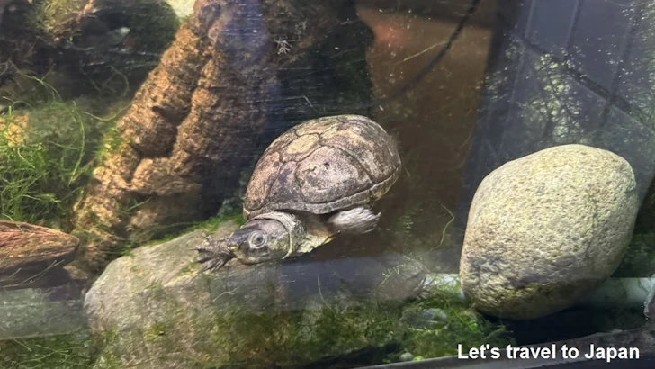 トウブドロガメ：自然動物館両生類エリア(2)