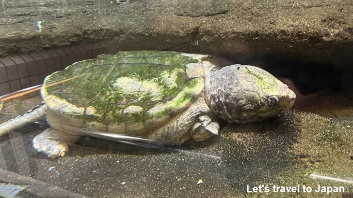 ワニガメ：自然動物館両生類エリア(1)