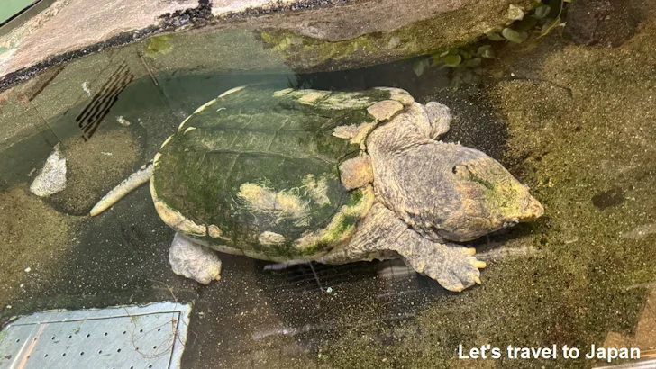 ワニガメ：自然動物館両生類エリア(2)