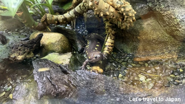 スポッテッドサラマンダー：自然動物館両生類エリア(3)