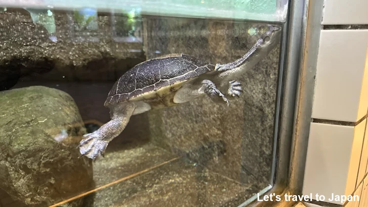 マッコードナガクビガメ：自然動物館両生類エリア(2)