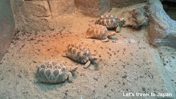 ビルマホシガメ：自然動物館両生類エリア(2)