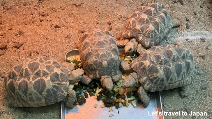 ビルマホシガメ：自然動物館両生類エリア(3)