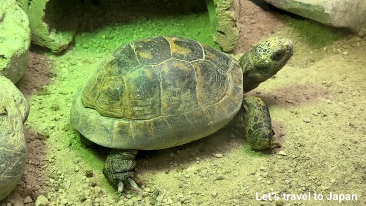 ギリシャリクガメ：自然動物館両生類エリア(1)