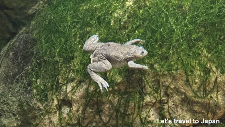 アフリカツメガエル：自然動物館両生類エリア(2)