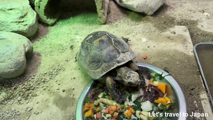 ギリシャリクガメ：自然動物館両生類エリア(2)