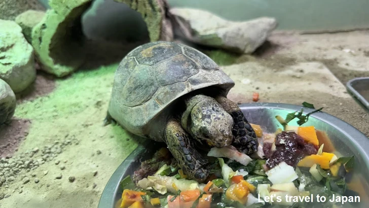 ギリシャリクガメ：自然動物館両生類エリア(3)