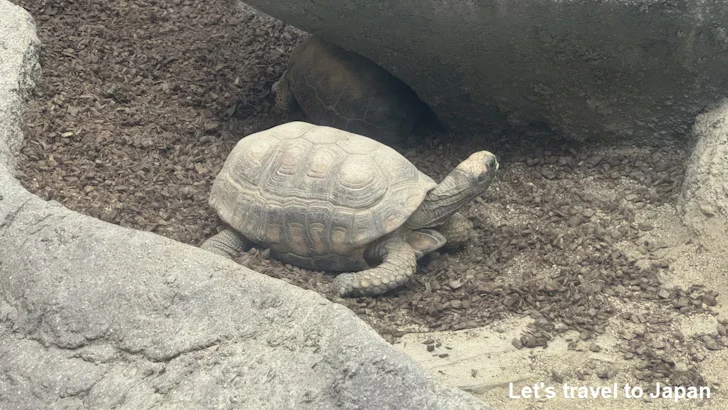 キアシガメ：自然動物館両生類エリア(1)