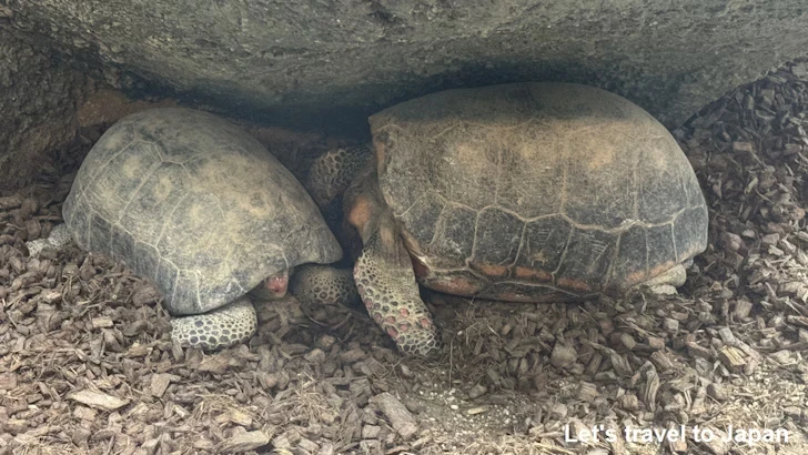 アカアシガメ：自然動物館両生類エリア(1)