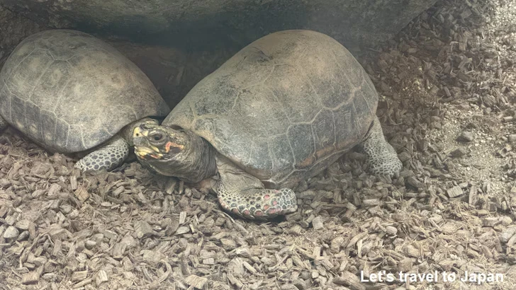 アカアシガメ：自然動物館両生類エリア(2)