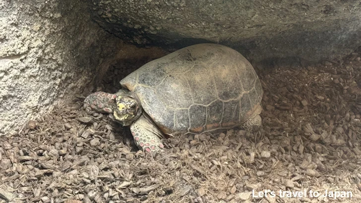 アカアシガメ：自然動物館両生類エリア(3)