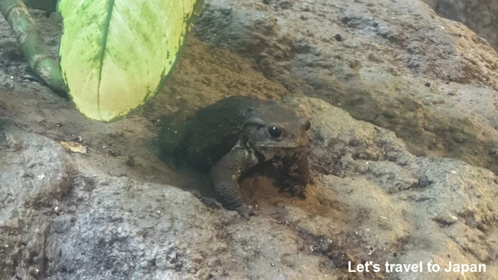 ミヤコヒキガエル：自然動物館両生類エリア(3)