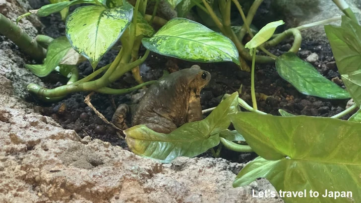 ミヤコヒキガエル：自然動物館両生類エリア(5)