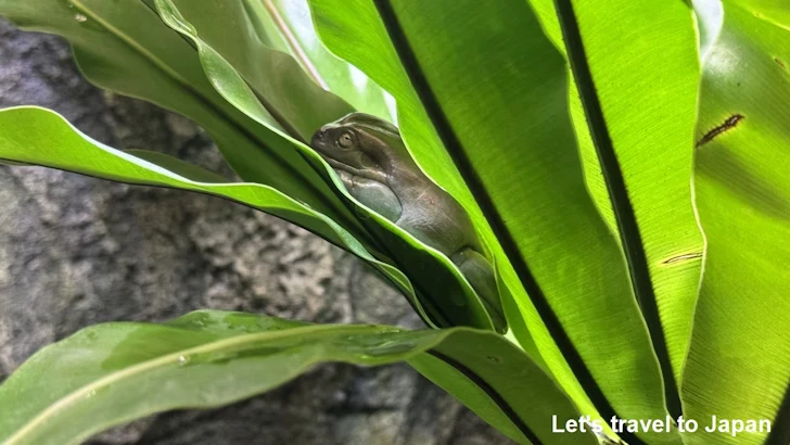 イエアメガエル：自然動物館両生類エリア(1)