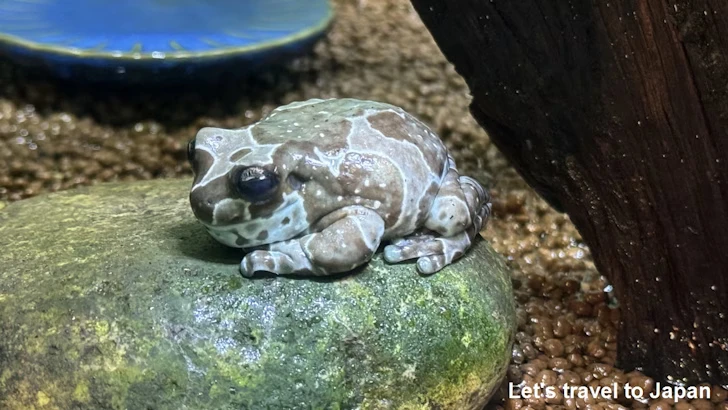 ジュウジメドクアマガエル：自然動物館両生類エリア(1)