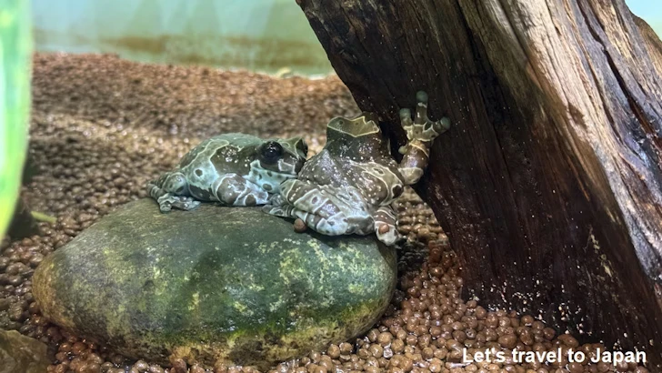 ジュウジメドクアマガエル：自然動物館両生類エリア(2)