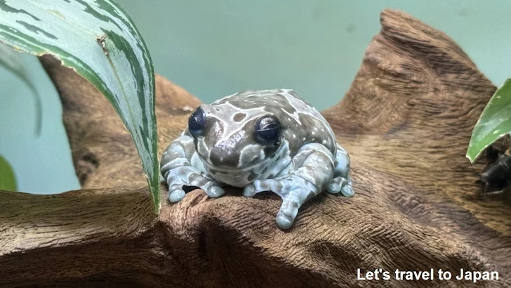 ジュウジメドクアマガエル：自然動物館両生類エリア(3)