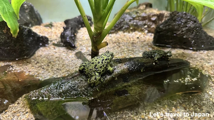 スズガエル：自然動物館両生類エリア(1)