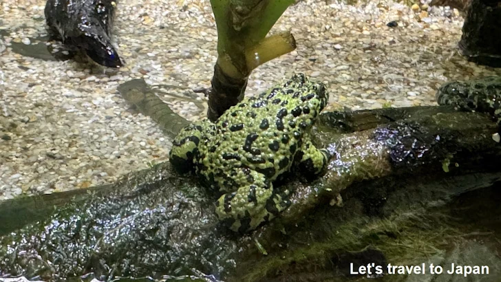 スズガエル：自然動物館両生類エリア(2)