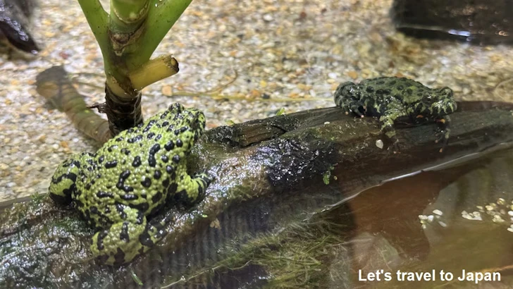 スズガエル：自然動物館両生類エリア(3)