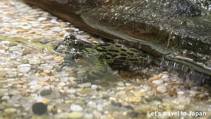 スズガエル：自然動物館両生類エリア(5)