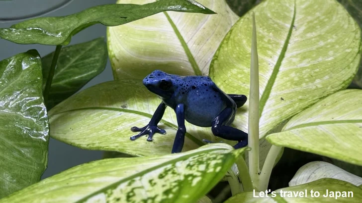 アイゾメヤドクガエル：自然動物館両生類エリア(5)