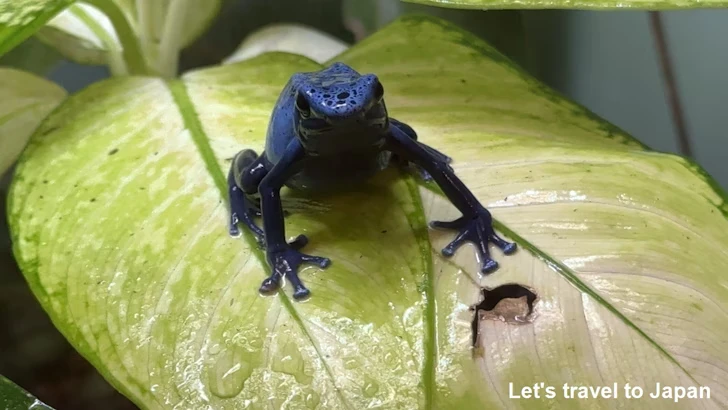 アイゾメヤドクガエル：自然動物館両生類エリア(6)