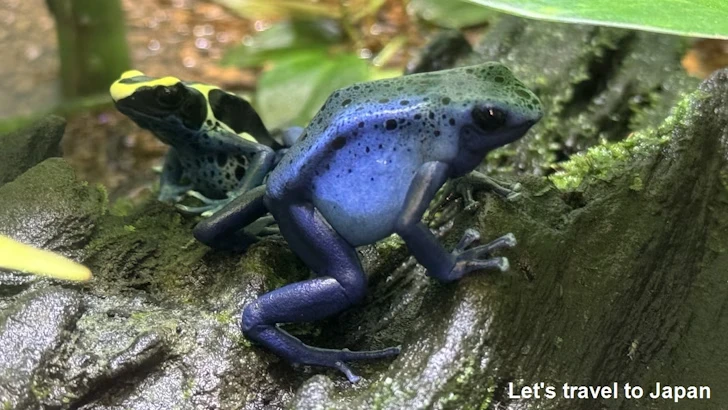 アイゾメヤドクガエル：自然動物館両生類エリア(7)