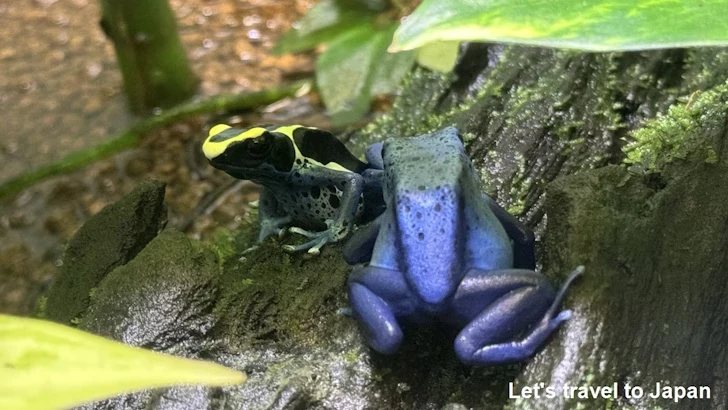 アイゾメヤドクガエル：自然動物館両生類エリア(8)