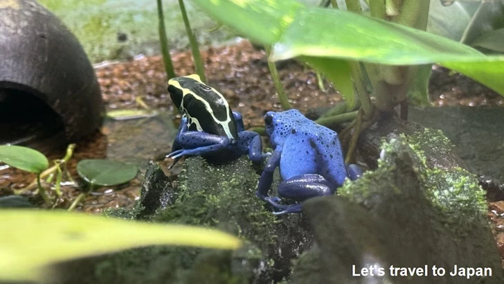 アイゾメヤドクガエル：自然動物館両生類エリア(9)