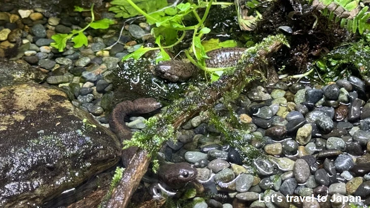 オワリサンショウウオ：自然動物館両生類エリア(1)