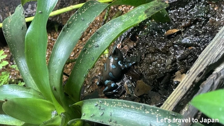 マダラヤドクガエル：自然動物館両生類エリア(2)