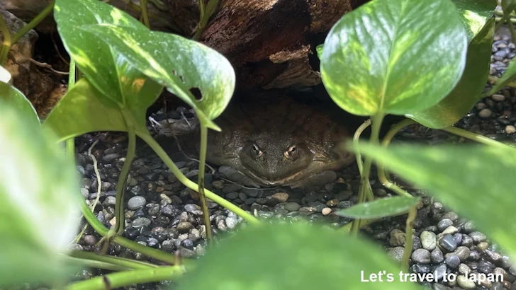 アフリカウシガエル：自然動物館両生類エリア(1)