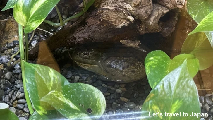 アフリカウシガエル：自然動物館両生類エリア(2)