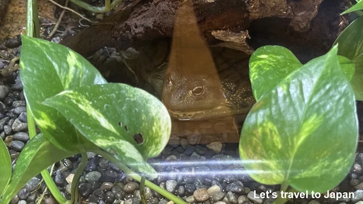 アフリカウシガエル：自然動物館両生類エリア(3)